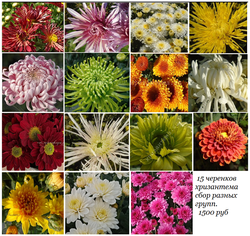 набор № 6 СБОР /поставка весна 2026г/ 12 шт.