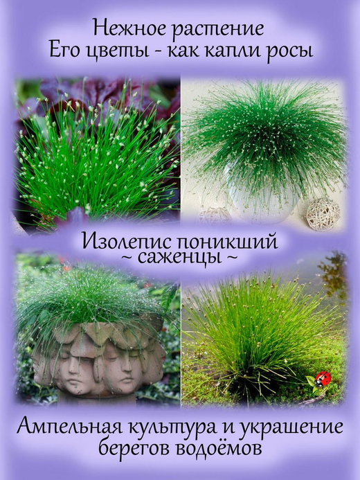 Злак Изолепис поникший