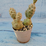 Tephrocactus Articulatus (Тефрокактус)