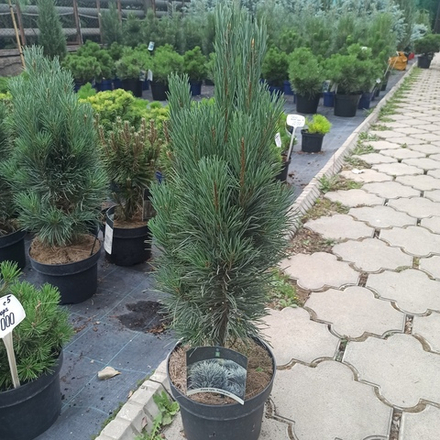 Сосна "Sylvestris Fastigiata"