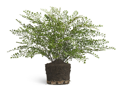 Папоротник Адиантум куст в земле с корнями