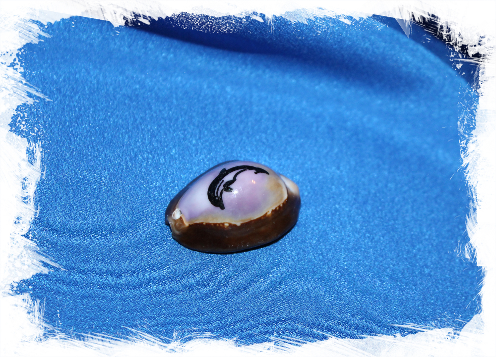 Морская ракушка Ципрея с дырочкой отшлифованная