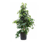 Фикус Бенджамина