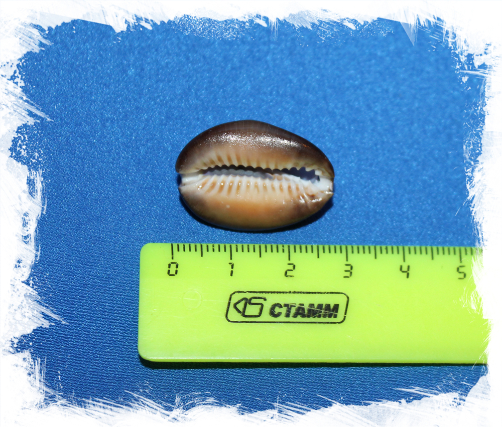 Морская ракушка с отверстием для рукоделия Ципрея