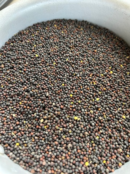 Рапс на переработку.