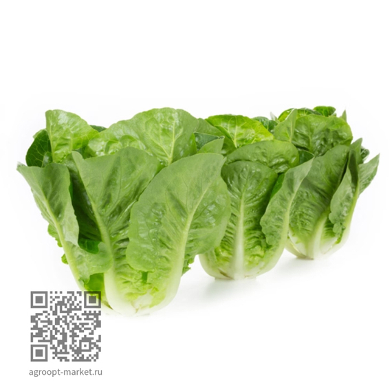 Ралстон_семена_салата_ромэн_Rijk_Zwaan_салат – фото 3