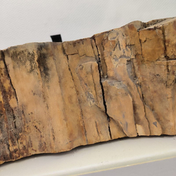 Раковина из окаменелого дерева 67*54*16