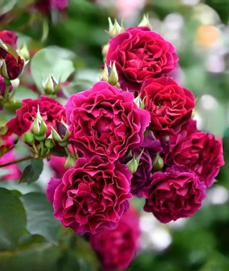 Одиссея (Odysseia)