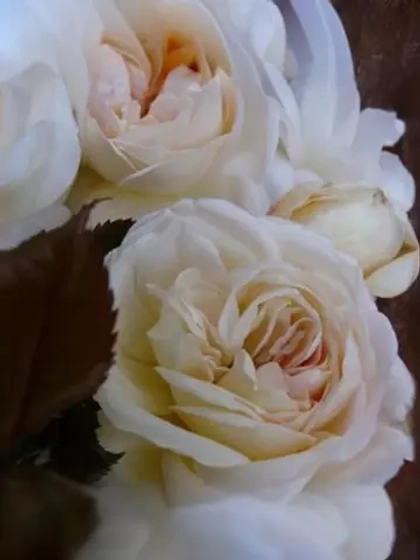 Роза флорибунда Вайт Фокс Роуз