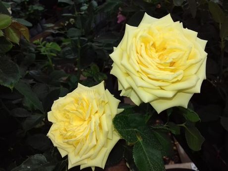 Мистери Герл (Mystery Girl)