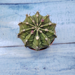 Gymnocalycium Friedrichii (Гимнокалициум)