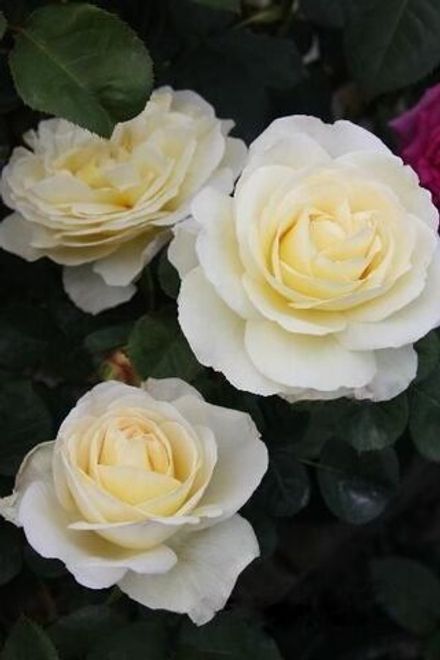 Мэри Вебб (Mary Webb)