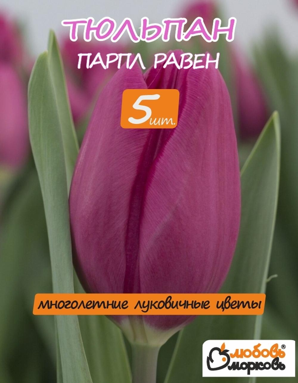 Тюльпан Луковица, Парпл Равен, 5шт