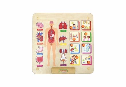 Панель "Изучаем организм"