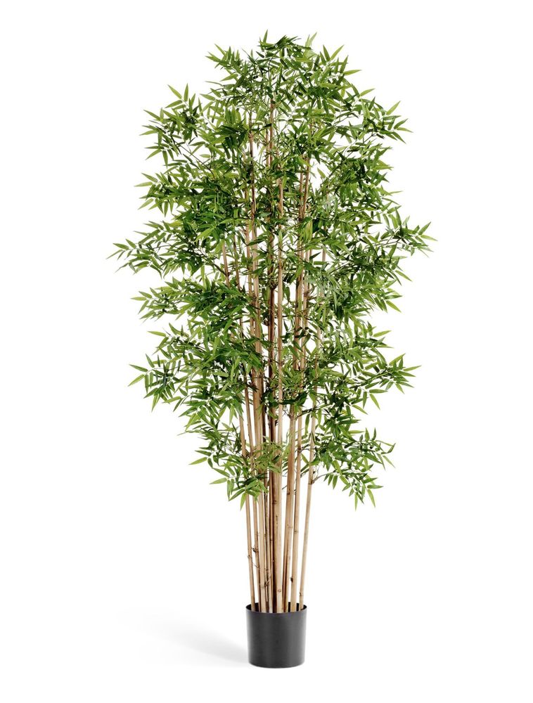 Бамбук Новый японский, в-110 см, 140 см, 170 см, 200 см, 230 см