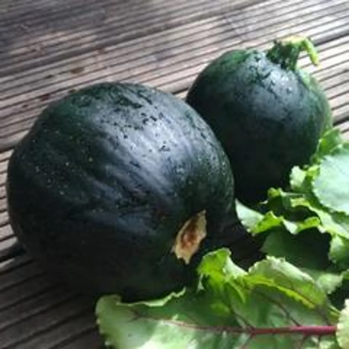 cukinikrugl1-500x500.jpg