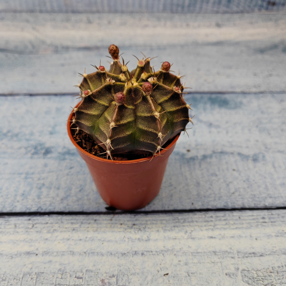 Gymnocalycium Friedrichii (Гимнокалициум)