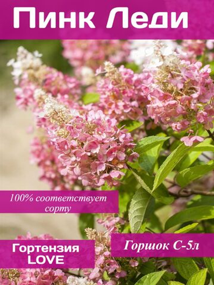 Гортензия Пинк Леди