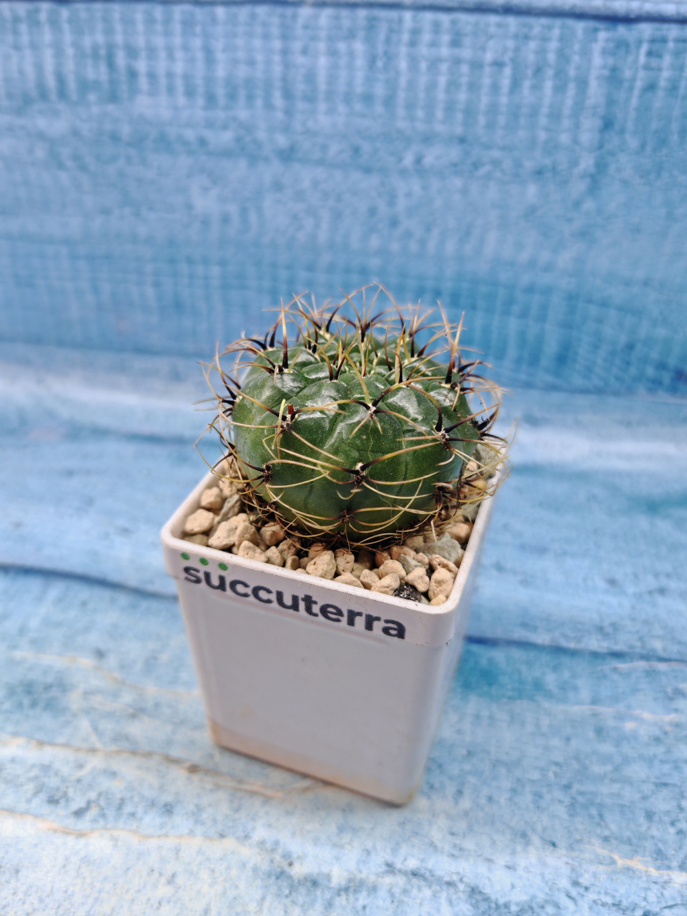 Matucana Aureiflora (Матукана)