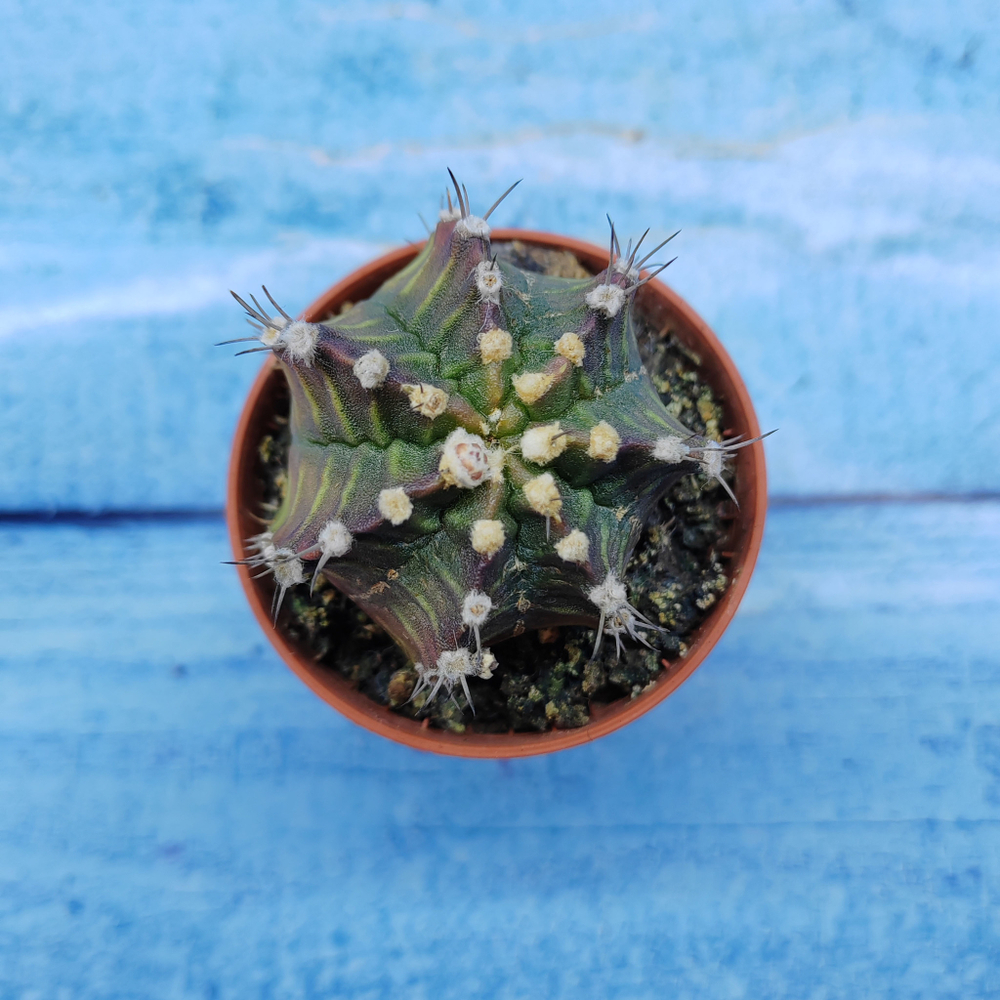 Gymnocalycium Friedrichii (Гимнокалициум)