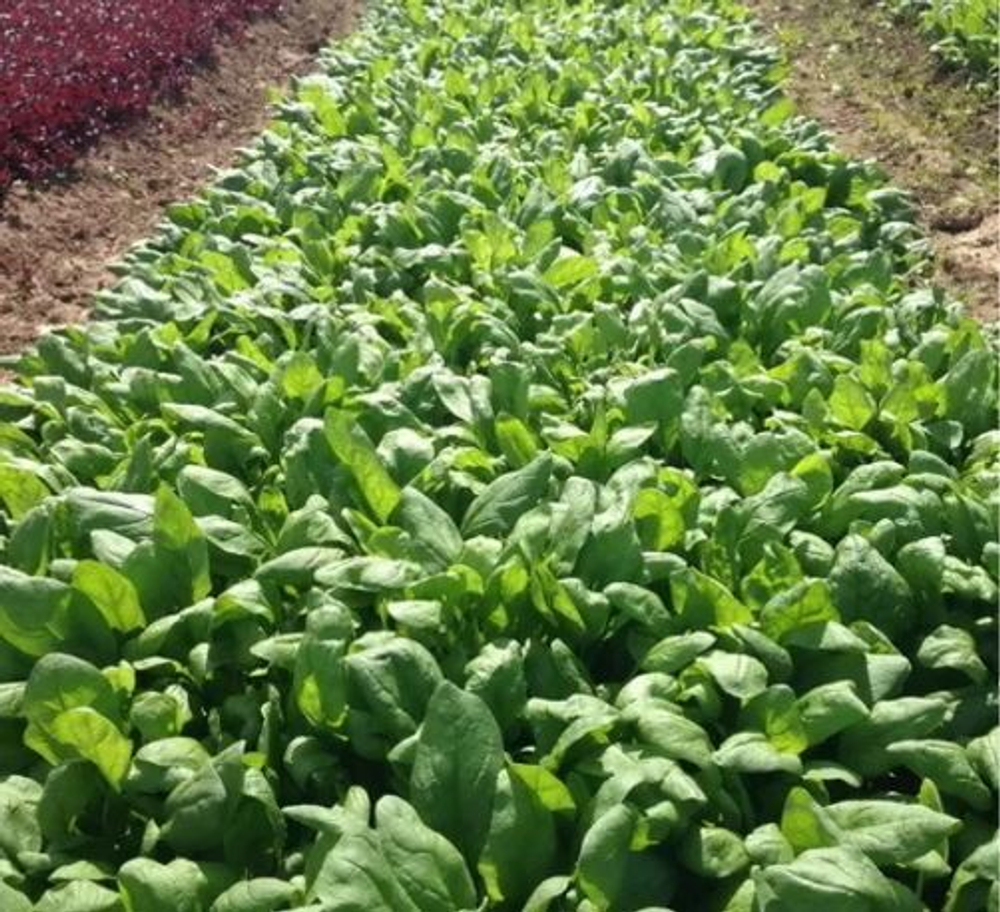 Шпинат Пума F1 (Rijk Zwaan / Райк Цваан) 3 гр.