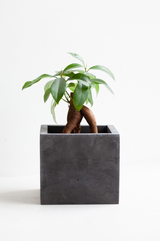 Кашпо Куб 8 темно-серый