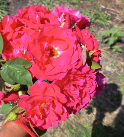 ВАИЛД БЛЮ ЁНДЕ