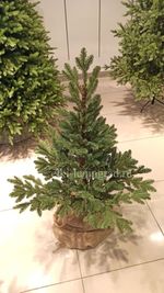 Искусственная ель на ножке «Датская» (хвоя Литая) 240 см / 2.4 м