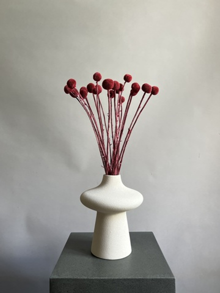 Краспедия стабилизированная бордовая (упак 20 шт)