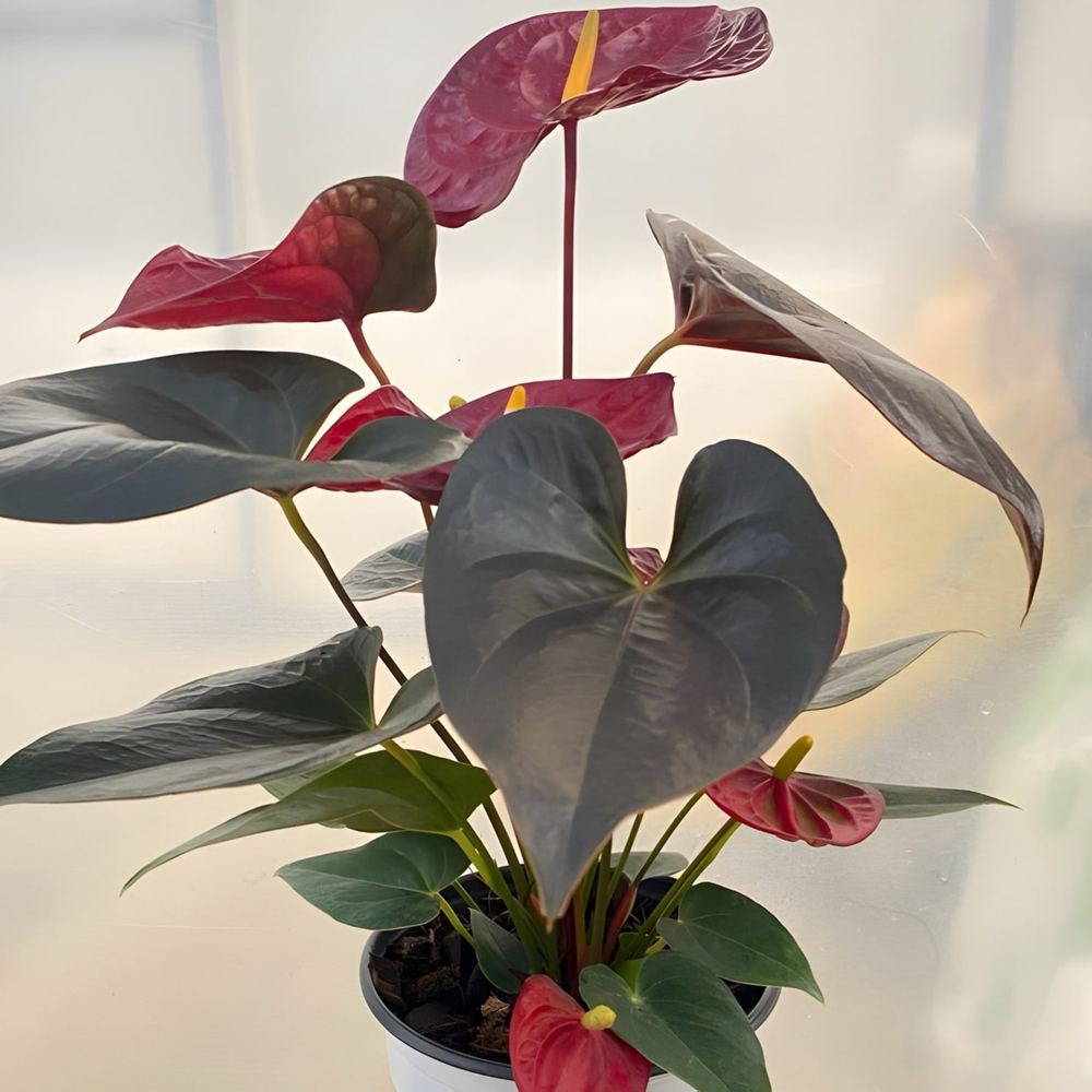 Антуриум Андре DELICATA (H72)