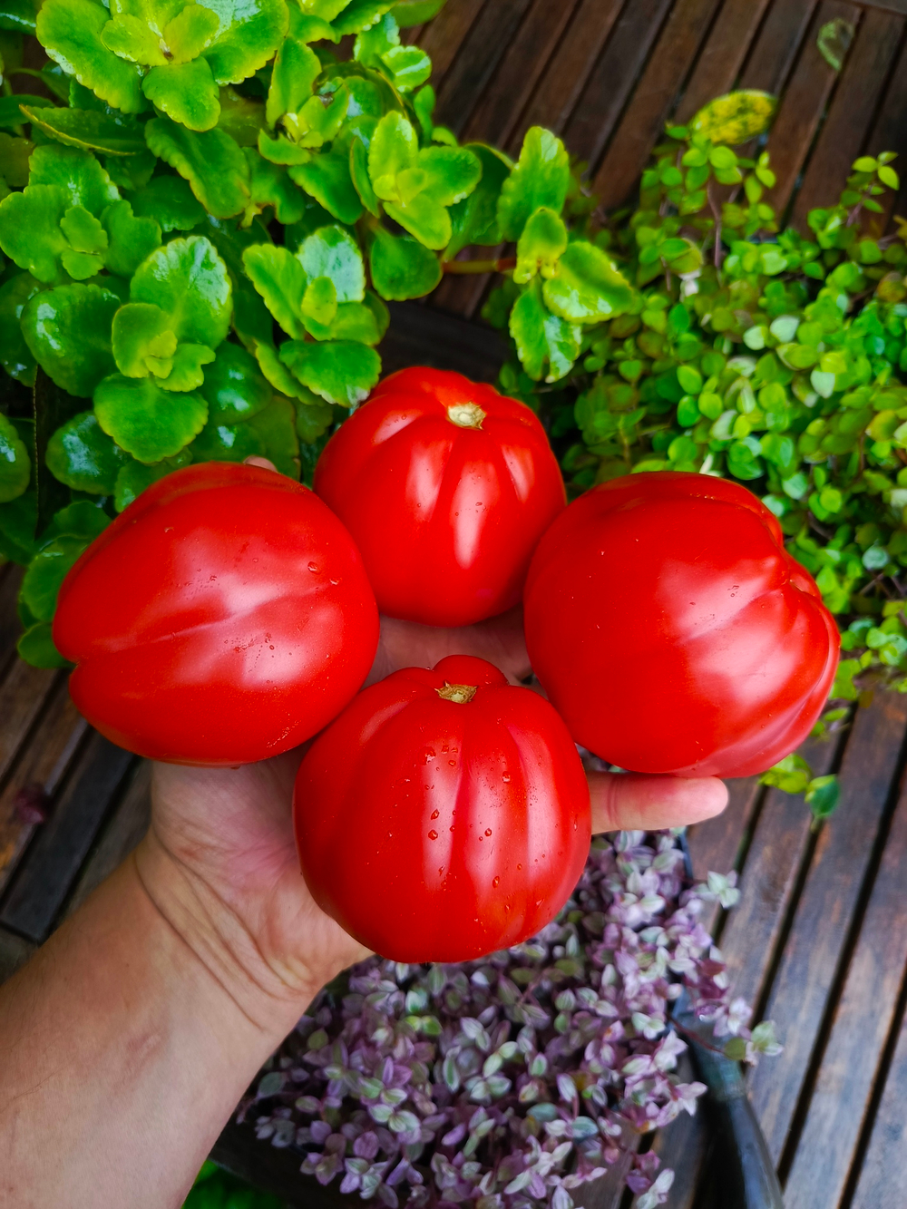 Фриульский гигант (Giante Friulano) сорт томата