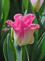 Тюльпан Экзотический Краун оф Династи