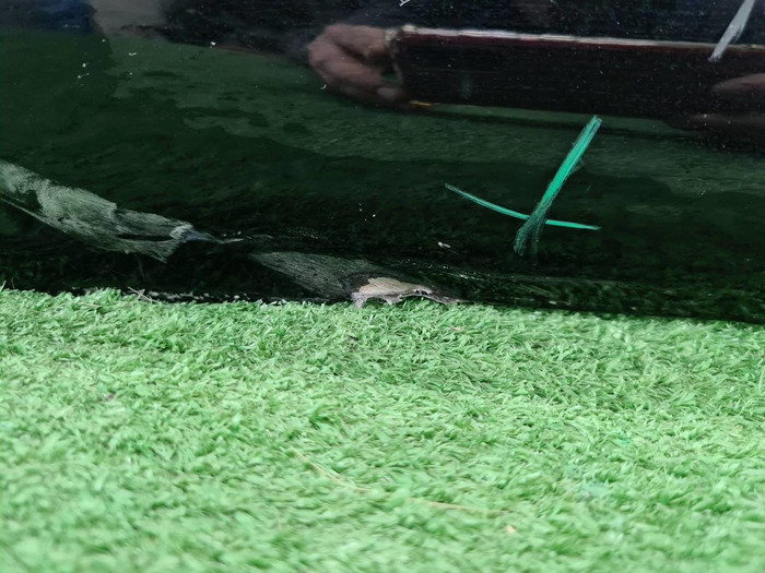 Дверь задняя правая Toyota Land Cruiser 300 (2021-н.в.) (В пленке)