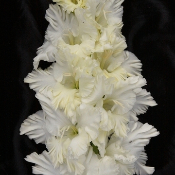 Гладиолус крупноцветковый Сын Луны