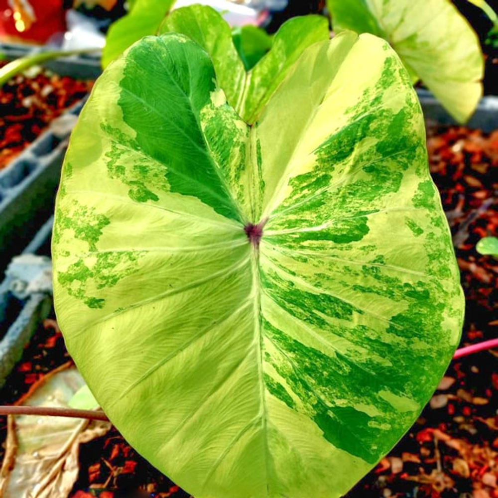 Колоказия RED EYE VAR