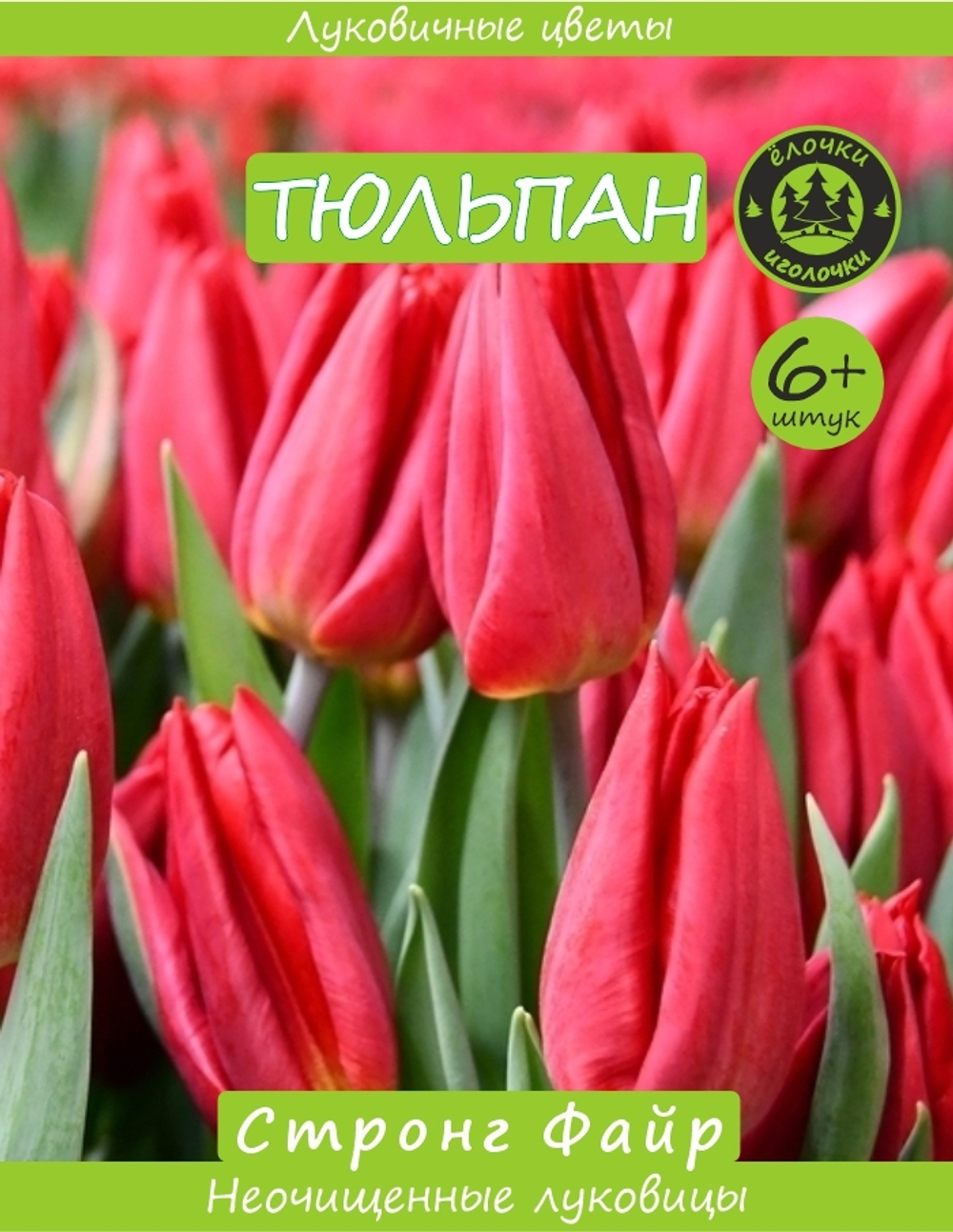 Тюльпан Луковица, Стронг Файр, 6+ шт