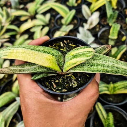 Гастерия YELLOW VAR