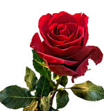 Роза красная Explorer