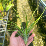 Тилландсия brachycaulos x bulbosa