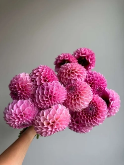 Георгин Sweet Fabienne (корень) Закупка М55 апрель 2026