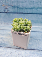 Sedum Burrito (Седум)