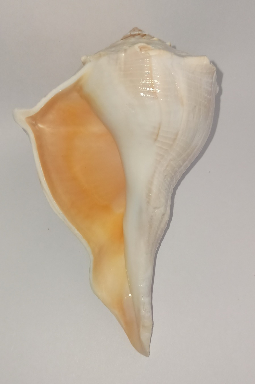 Бусикон перверсум (Sinistrofulgur perversum), 1шт, 15-17см