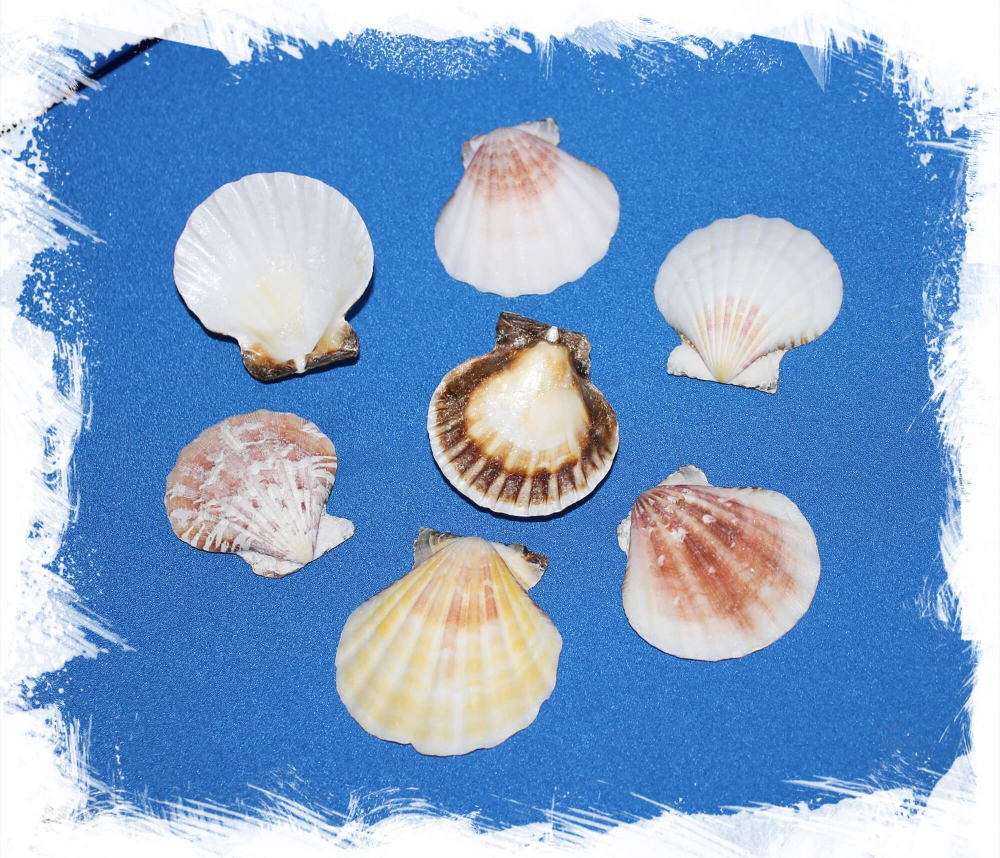 Гребешок Пектен Вексиллум