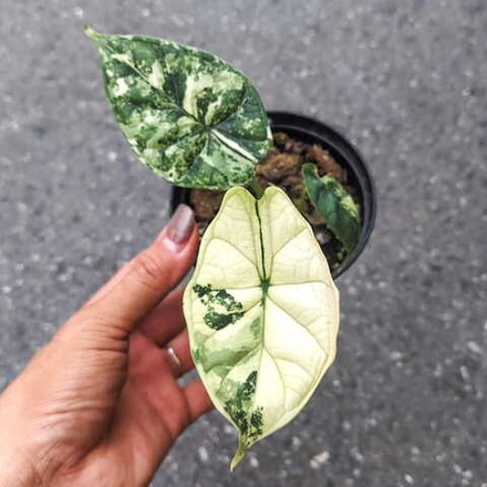 Алоказия DRAGON SCALE ALBO VAR