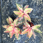 Аглаонема SUMATRA PINK MUT