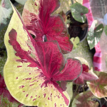 Каладиум NOPPHA GAO - NINE GEMS