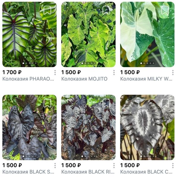 Предзаказ Колоказии Таиланд, поставка S02 май 2026 Предзаказ Колоказии Таиланд, поставка S02 май 2026