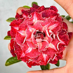 Адениум RIHANNA