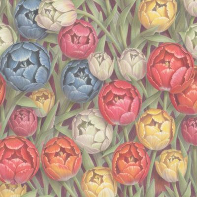 Разноцветные тюльпаны