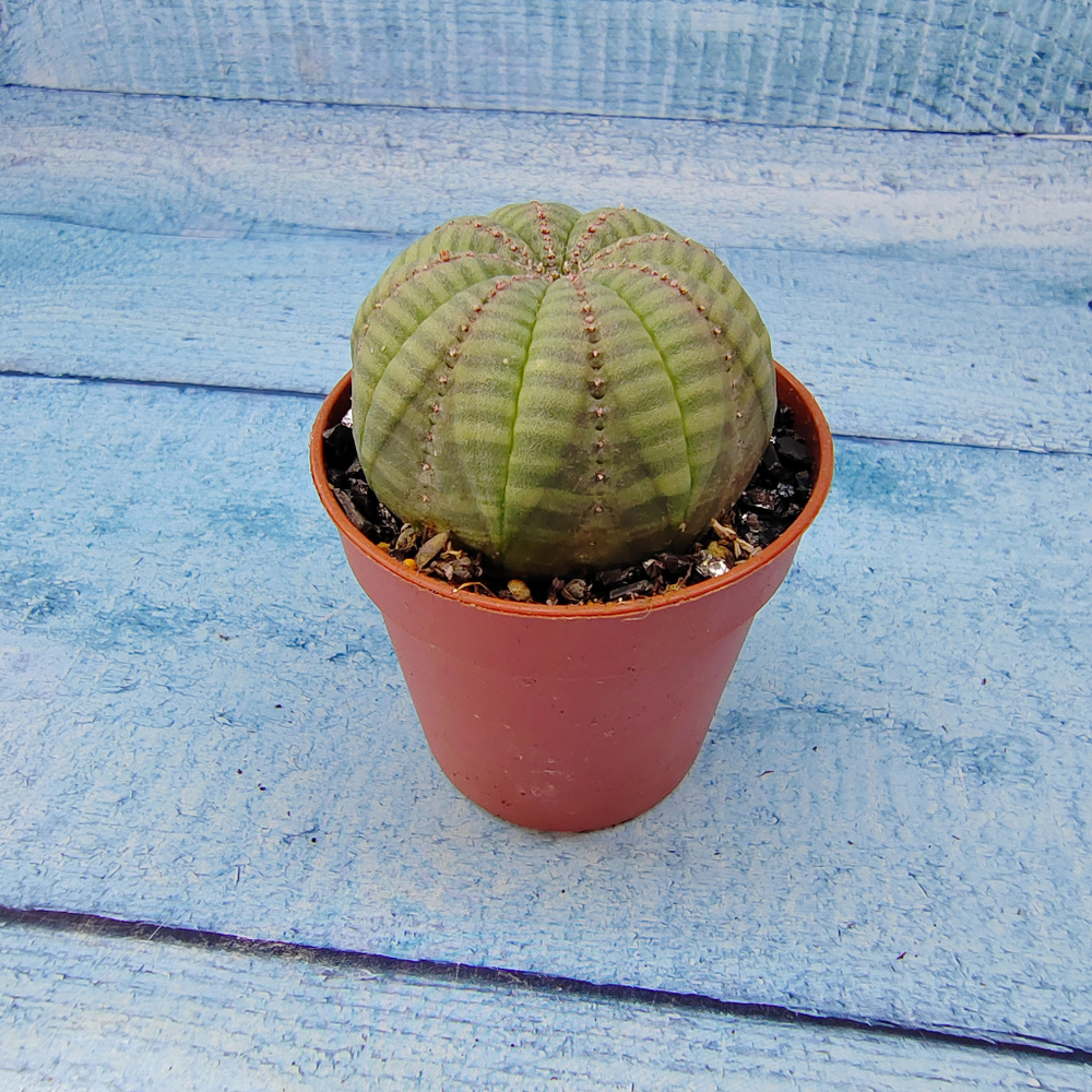 Euphoria Obesa (Эуфорбия)